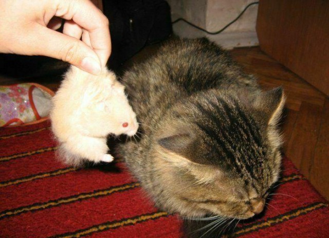 Жизнь домашнего приюта для котеек 37