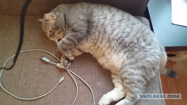 Самые крупные коты