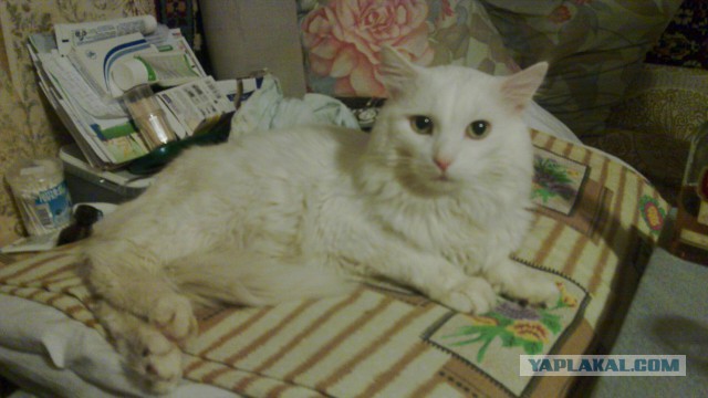 Котовторник