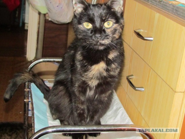 Котя