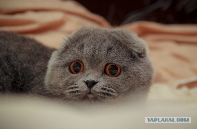 Котовторник 07 04 2015