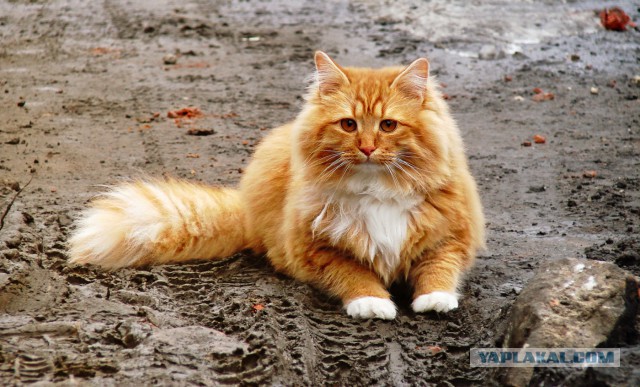 Котовторник 09.06.2015