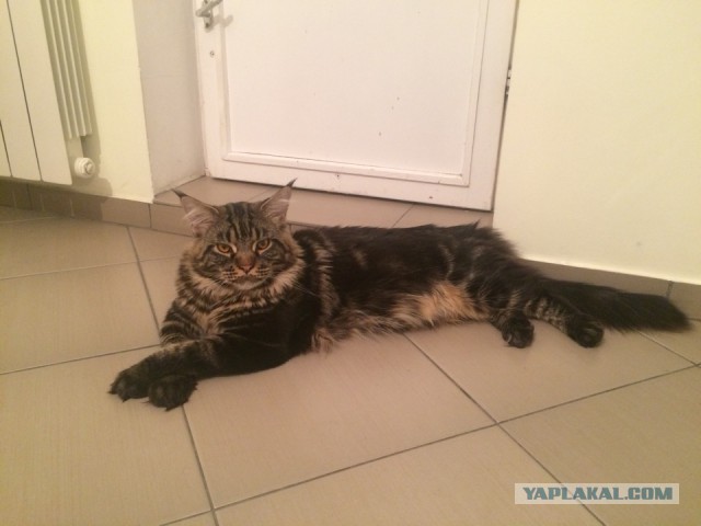 Котовторник 03.11.2015