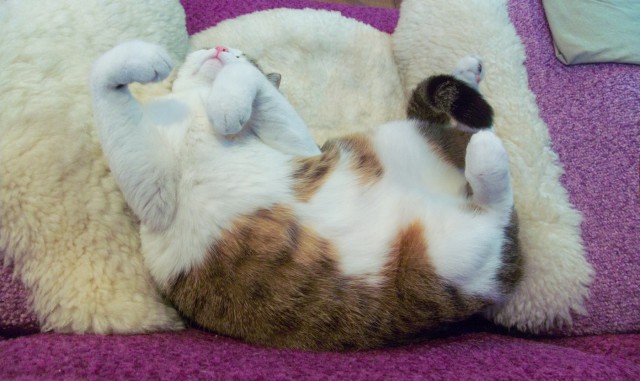 Котовторник