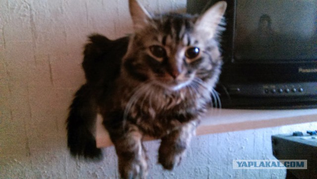 Про моего котика: нежного, злого, вредного