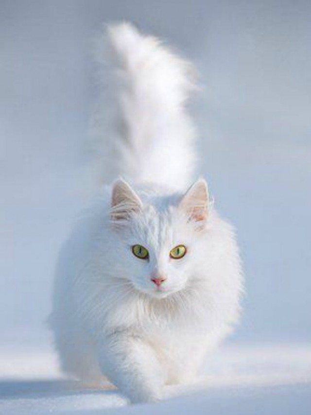 Котовторник  31.01.2017
