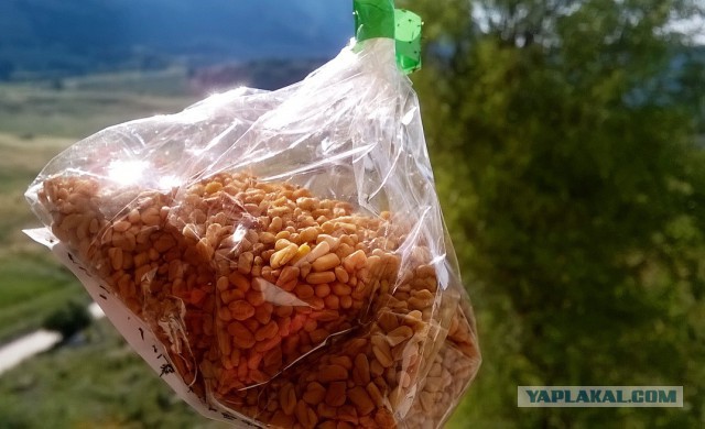 солнечная Индия в пасмурной Сибири