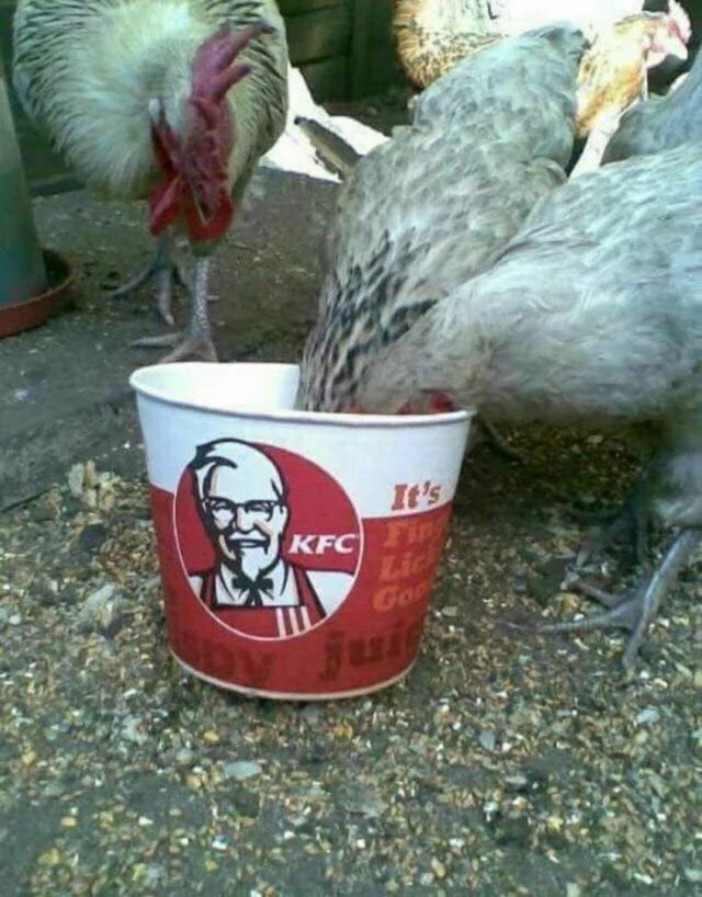 Живность из сети