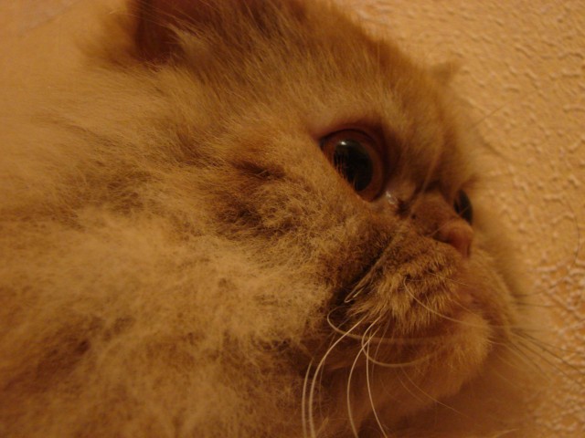 Котомет на вторник (15.04.2008)