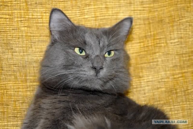 Котовторник (16.09.08)