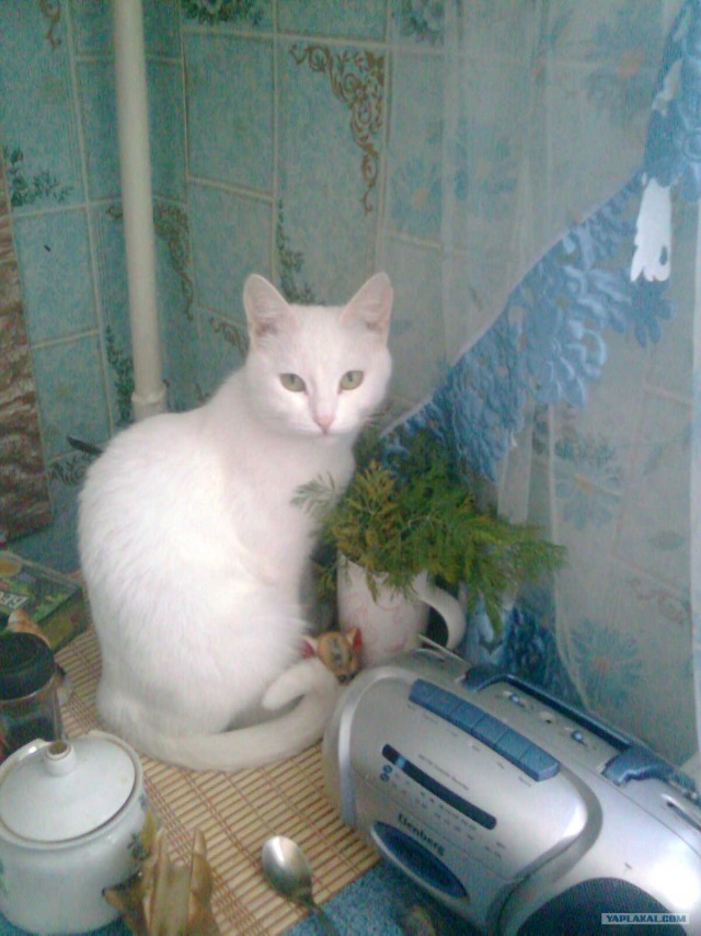 Котовторник стартует