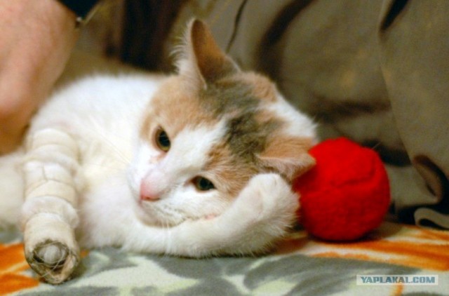 Коты до и после