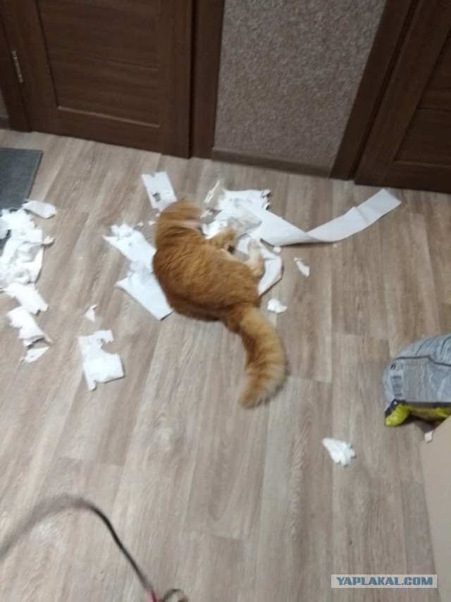 Беляш