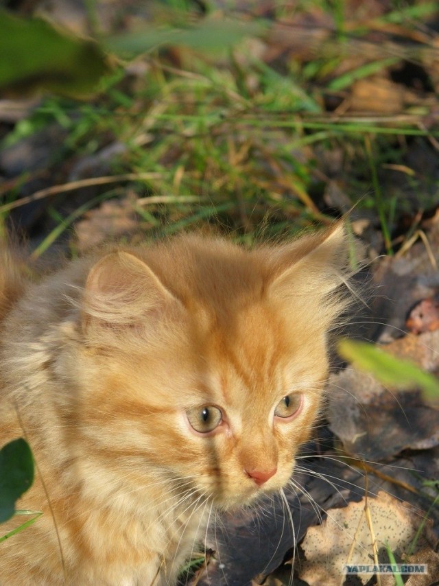 Котовторник (начало в супермаркете!)