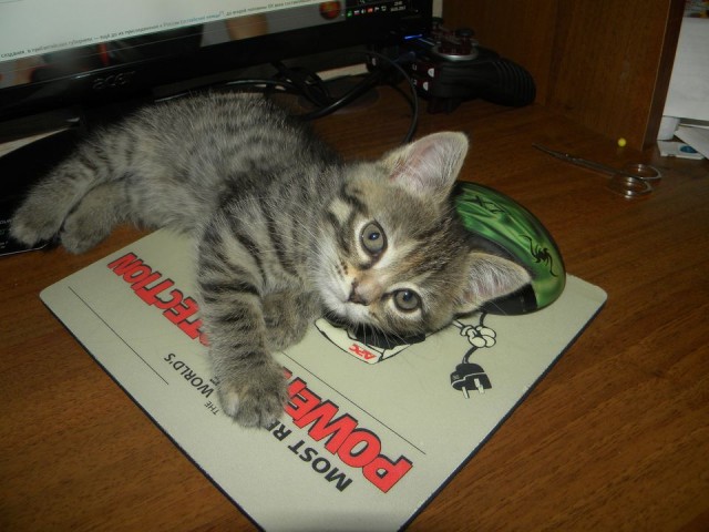 Котовторник 17 января