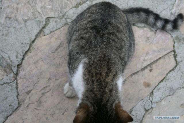 Котовторник 27.03.2012