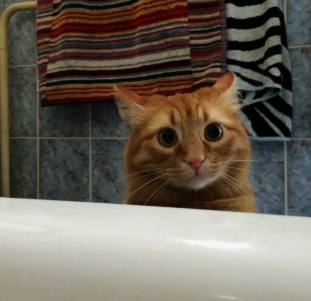 Забавные фото котеек