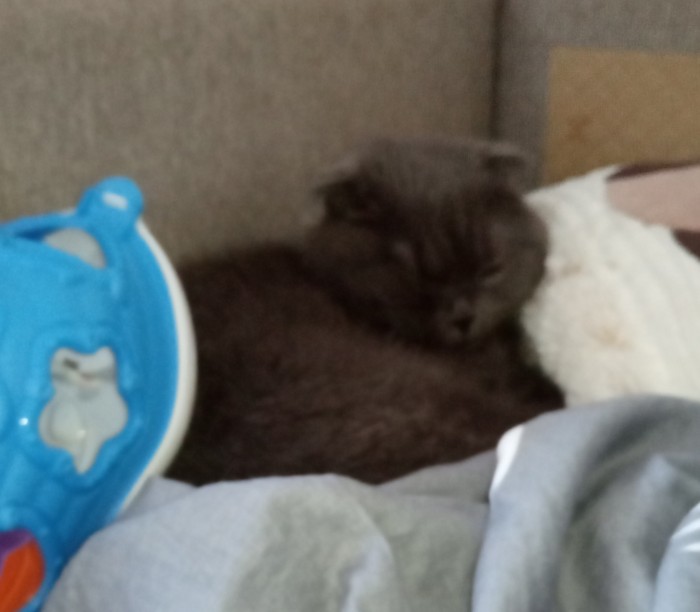 Что значит поза, в которой спит твоя кошка