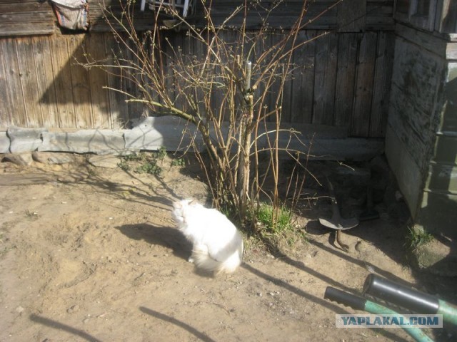 Жизнь домашнего приюта для котеек 285