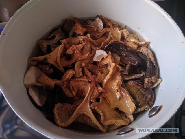 Лепешка, с грибами и сыром.