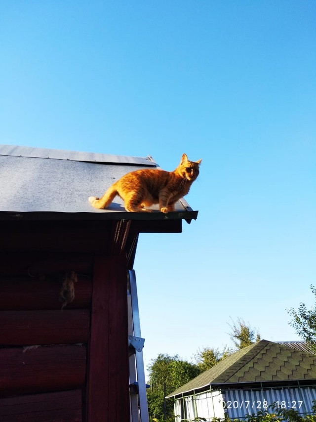 Эти забавные животные