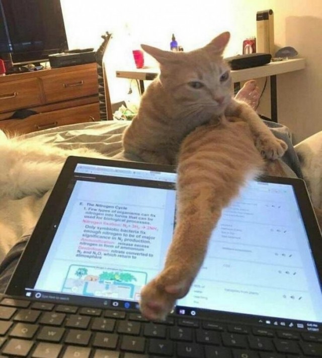 Разные картинки во вторник. С котами