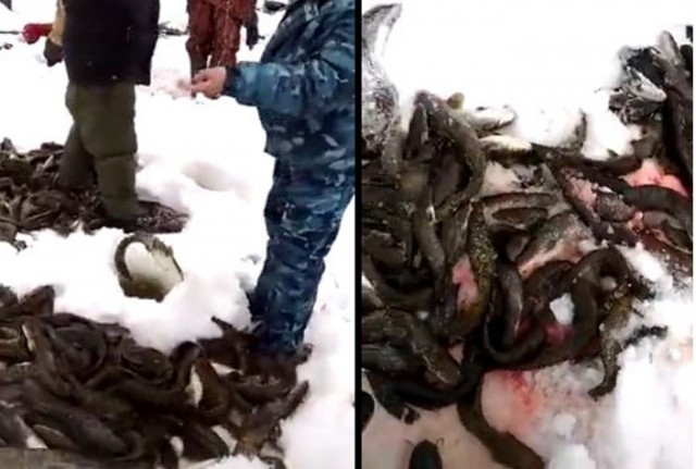 Зимняя Рыбалка и жадность