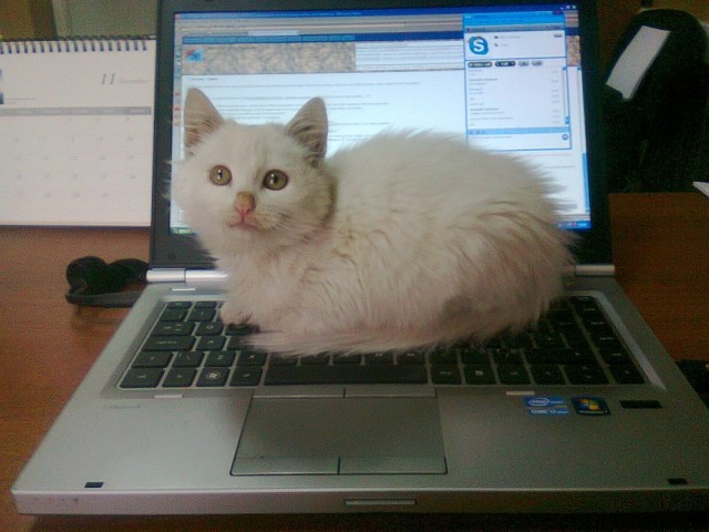 В завершение котовторника.