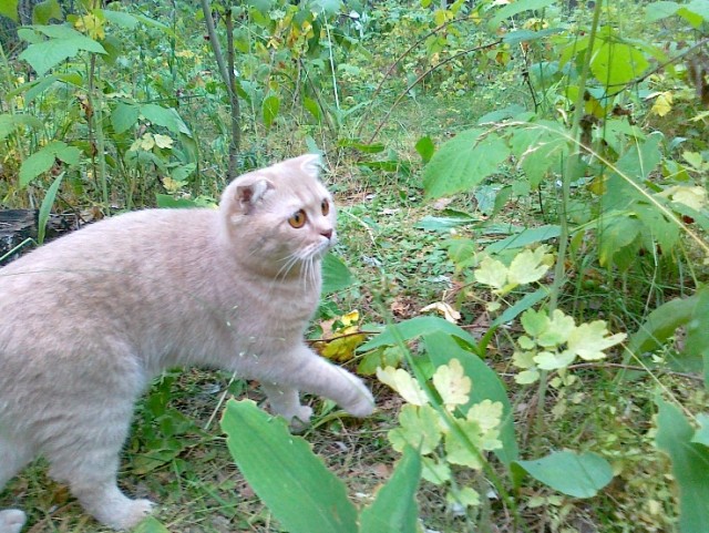 Шотландский вислоухий просится на обнимашки