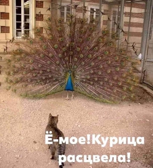 Мужчина ничего не должен, но всё равно должен
