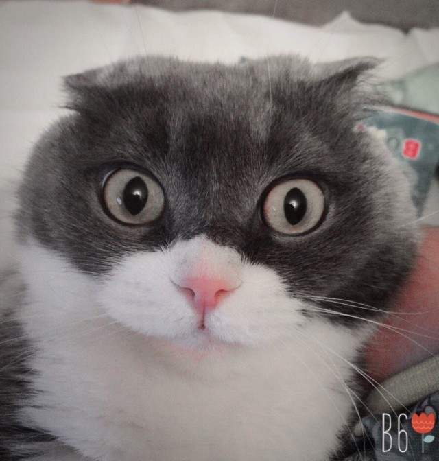 Котовторник же!