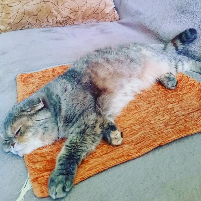Хоба! Котовторник!