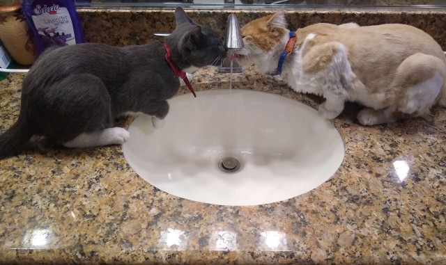Коты в США