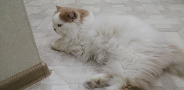 Господа и дамы ЯПа! Котовторник у нас начался! Отойдите от политоты и давайте котиков побольше!