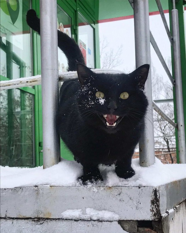 Забавные и милые котейки