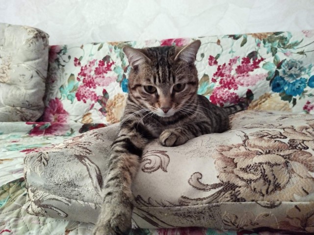 С праздником и котофторником!