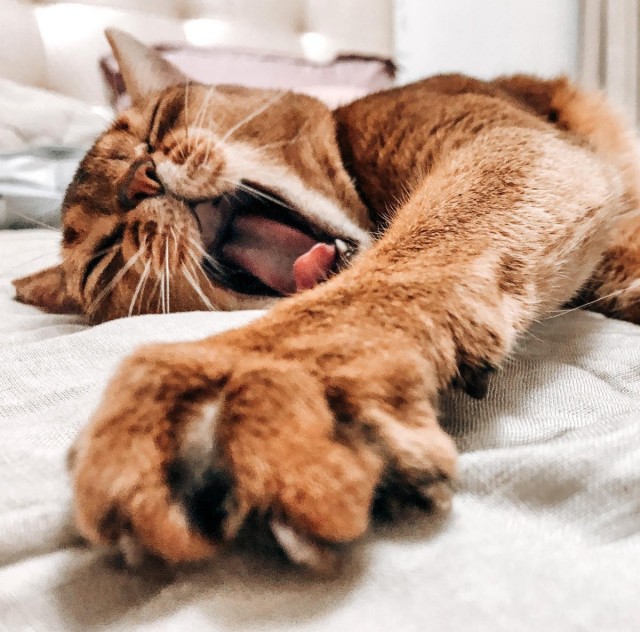 Котовторник ведь начался!
