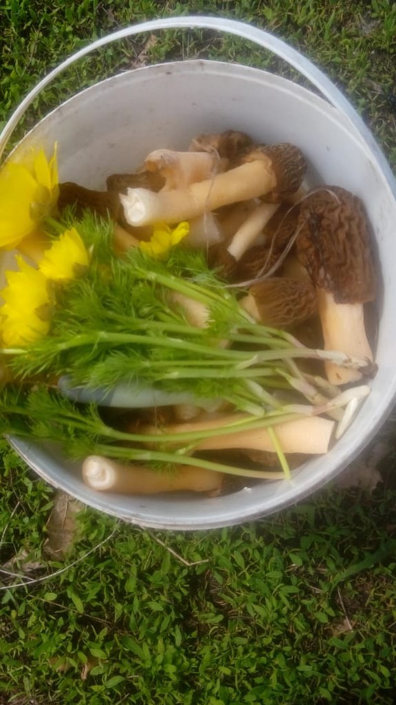 С началом грибного сезона, грибники!