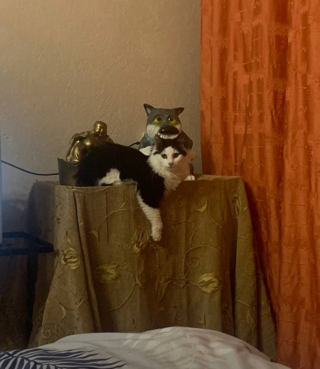 Кошка Киви
