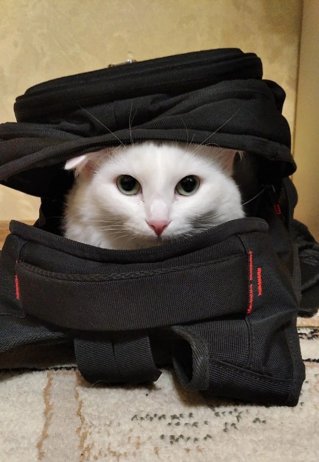 Вторник, ваши коты и кошки в студию