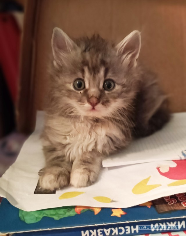 Вот и два моих рабовладельца