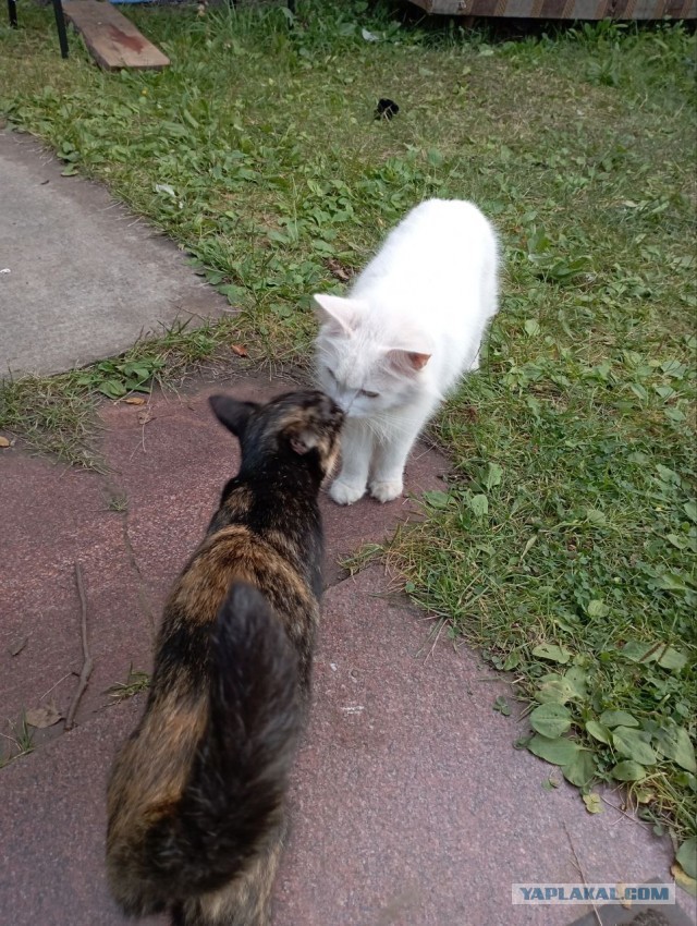 Котовторнику посвящается-Подобрашка