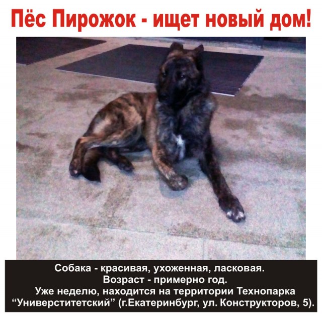 Жирного беспомощного кота никто не терял?