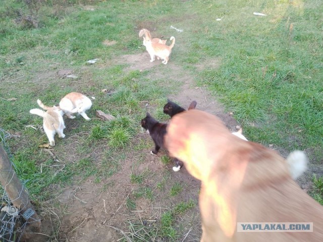 Жизнь домашнего приюта для котеек 468