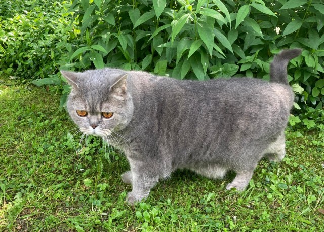 Откуда у котов курдюк и зачем он нужен?