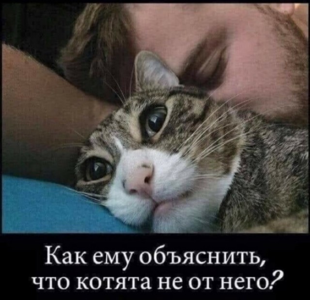 День уважения кошки