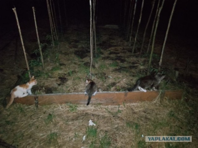 Жизнь домашнего приюта для котеек 498