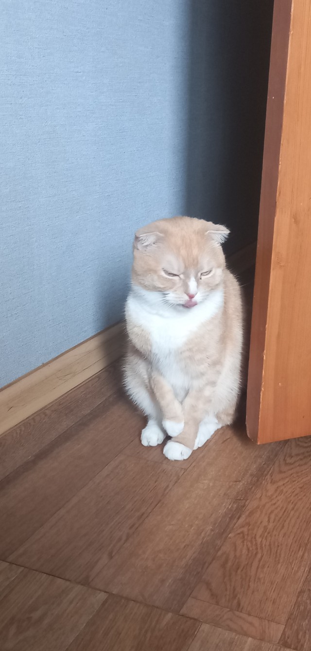 На котовторник