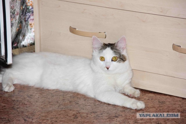 Как я подобрал котэ