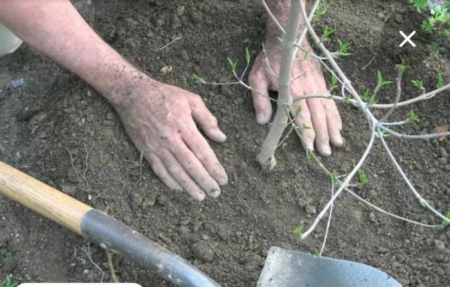 Житель Гатчины признался, что закопал свою мать под яблоней